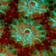Image for article titled Parasites, deadly bugs and fungi are more beautiful than you could possibly imagine
